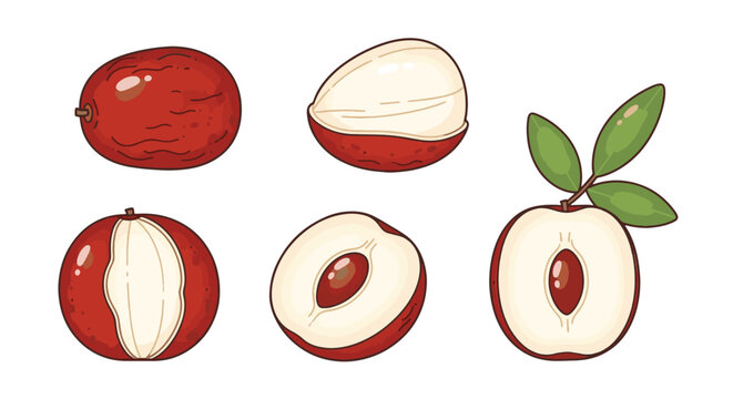Illustration set of jujube fruit including whole, sliced, and peeled versions with pits and green leaves. Red Chinese date elements on white background in stylized cartoon vector format.