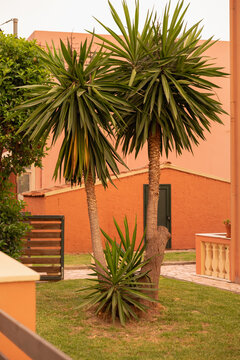 sun-kissed yucca plants thrive in a cozy terracota garden. natural beauty and relaxation.