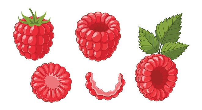 Vector illustration set of fresh red raspberries featuring whole berries with green leaves, hollowed fruit, cross-section slices, and segments isolated on a white background.