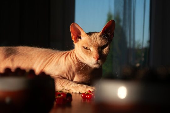 Sphynx cat basking in warm evening sunlight on a wooden table. Elegant hairless cat portrait with dramatic golden hour lighting in a cozy home interior.