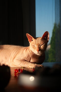 Sphynx cat basking in warm evening sunlight on a wooden table. Elegant hairless cat portrait with dramatic golden hour lighting in a cozy home interior.