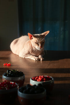 Sphynx cat basking in warm evening sunlight on a wooden table. Elegant hairless cat portrait with dramatic golden hour lighting in a cozy home interior.