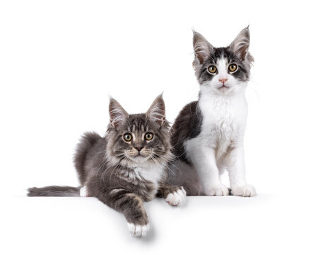 2 Gorgeous Maine Coon cat kittens, sitting and laying side by side. Looking towards camera. Isolated on a white background.