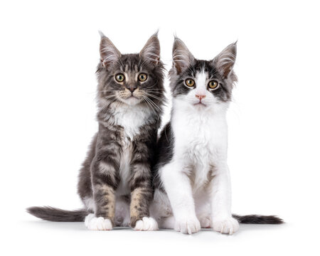 2 Gorgeous Maine Coon cat kittens, sitting side by side. Looking towards camera. Isolated on a white background.