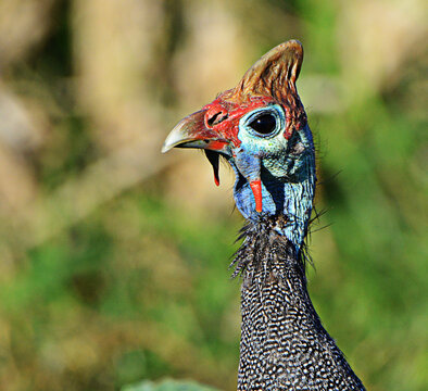 Portrait of a Helmeted Guineafowl