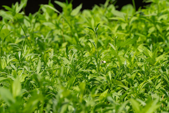 Fresh Green Stevia Rebaudiana Plant Field Growing in Summer Garden Botanical Background
