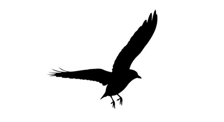 Fototapeta premium Black bird flying silhouette