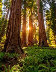 Obraz premium Sunbeams pierce through a grove of ancient sequoia trees, illuminating lush ferns.