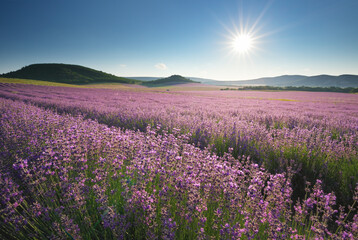 Obraz premium Beautiful blooming lavender field landscape under a clear blue sky with a bright sunburst