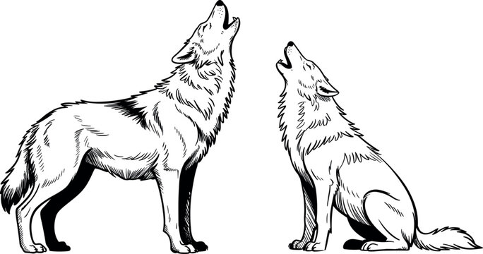 Black and white howling wolf vector set featuring hand drawn artistic standing and sitting wild animals