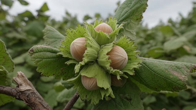 Close up of a cluster of organic hazelnuts ripening on a tree branch in a large commercial orchard. The edible nuts are still wrapped in their green involucre, ready for harvesting