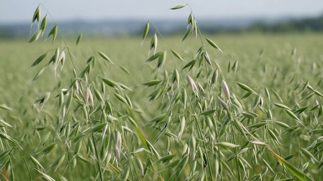 Beautiful green oat plants, also known as avena sativa, swaying gently in the summer breeze in a vast agricultural field, creating a serene and natural background with a shallow depth of field