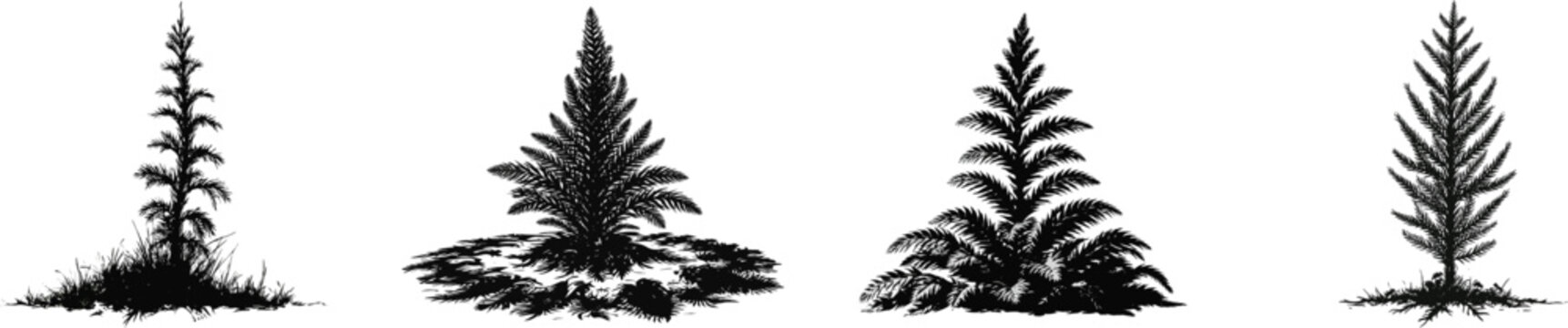 A miniature clubmoss shoot stands upright in the forest floor, its black and white vector illustration capturing the essence of primitive scale pine trees on a solid white background
