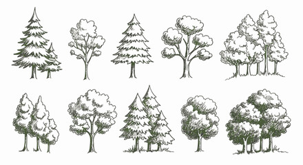 Fototapeta premium Hand-drawn collection of various tree types including pines, firs, and deciduous trees in a sketchy pen and ink style. Set of botanical illustrations on white background for design.