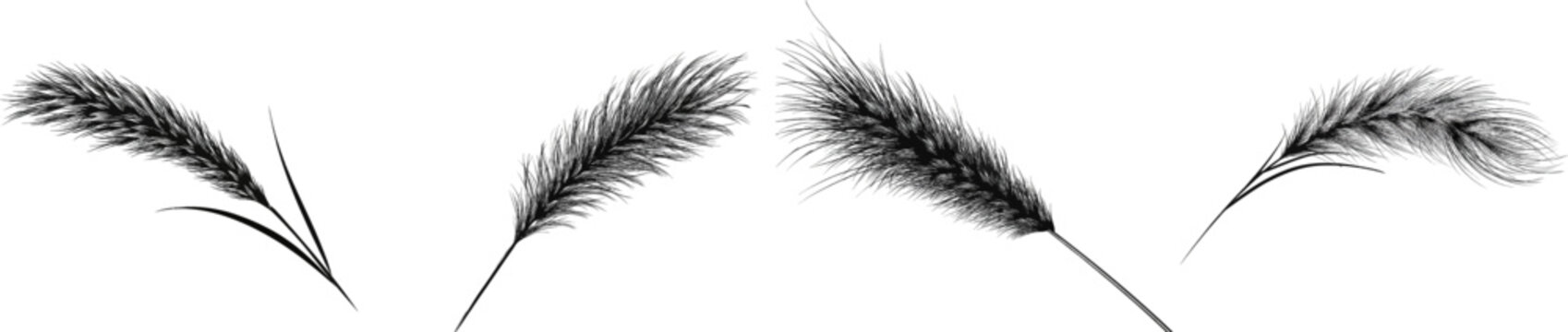 A sharp foxtail grass spikelet with long, soft bristles sways slightly against a crisp, clean vector graphic backdrop