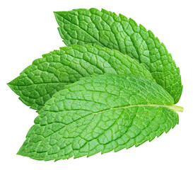 Mint leaf isolated on transparent background. Mint leaf is raw and isolated. Mint leaf isolated with PNG © URSA Star