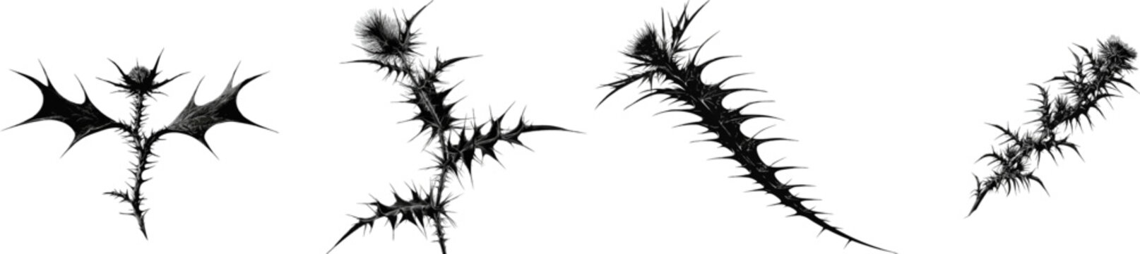 A single stem of Onopordum acanthium, with its wide, wing-like thorns running down the length of the stalk, stands isolated on a pure white background in an aggressive plant architecture silhouette