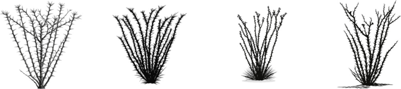 The Ocotillo plant stands tall in the desert, its black and white vector graphic showcasing its unique structure against a minimalist southwestern flora backdrop
