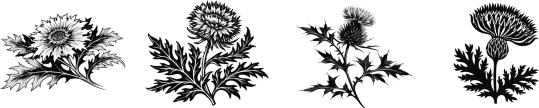 A striking black-and-white thistle flower illustration features jagged, prickly foliage against a pure white background, exuding both elegance and ruggedness