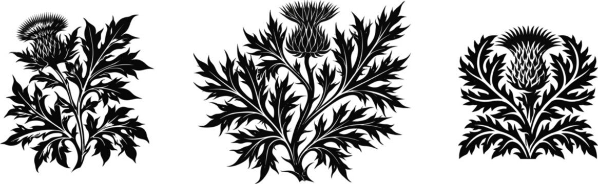 A bold black and white thistle flower head stands out against a pristine white backdrop, exuding an air of ancient nobility with its jagged, spiky foliage