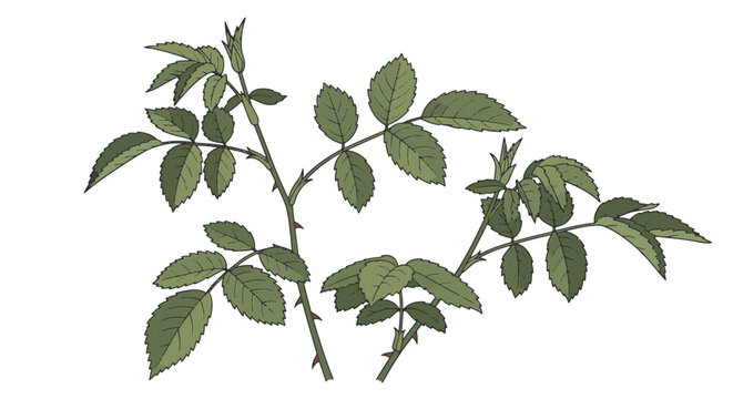 Vector illustration of green rose bush branches with serrated leaves and sharp thorns. Isolated on white for botanical design, gardening themes, and floral composition layouts.