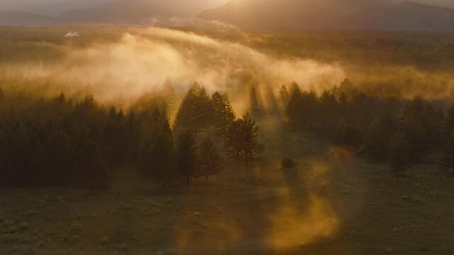 Golden Mist Over Forest at Sunrise