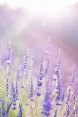 Obraz premium Lavender field. Blossom summer field