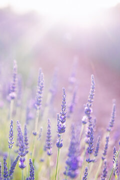 Lavender field. Blossom summer field