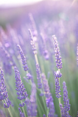 Obraz premium Lavender field. Blossom summer field