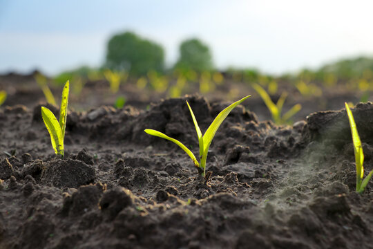 Young crop growing farmland. Corn maize seedling in farming ground with sunlight shining in countryside. Horizontal agriculture photo.