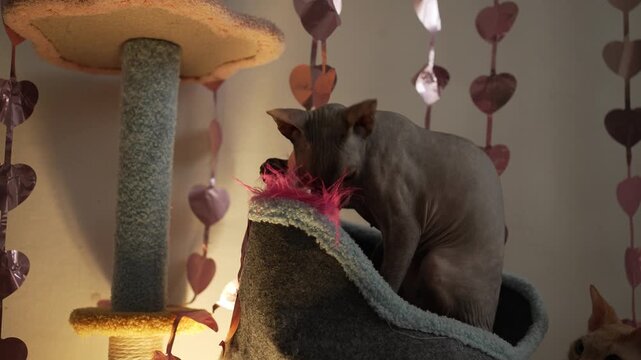 Playful grey sphynx cat sitting in a cozy bed on a cat tree, intently playing with a vibrant pink feather toy, with another curious ginger cat watching from the background