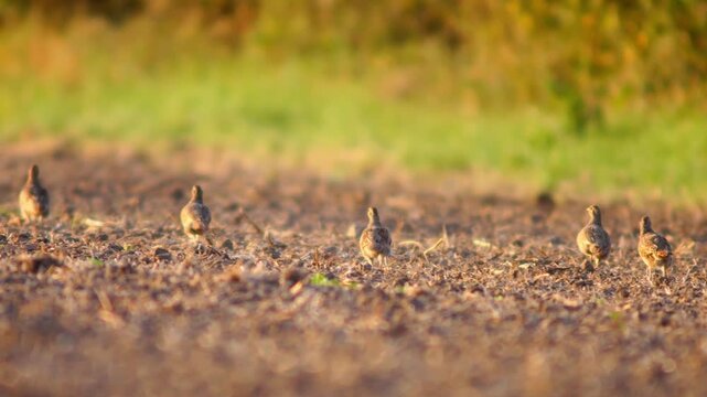 Grey Partridge Family with Chicks Walking Along Field Edge Seeking Cover | 4K Wildlife