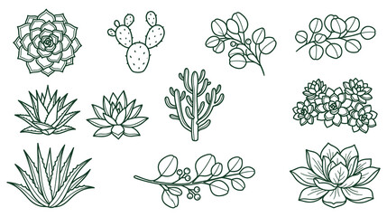 Succulent plants and botanical eucalyptus branch collection for nature inspired design art. © jubayer71