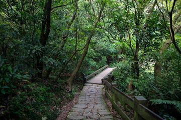 Obraz premium Lengshuikeng Hiking Trail, Yangmingshan, Taipei City, Taiwan