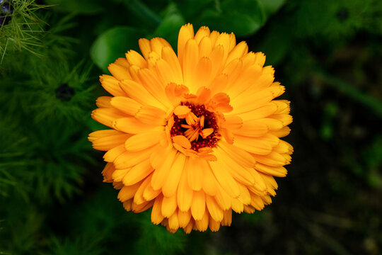 Close-up of bright orange calendula marigold flower in a garden