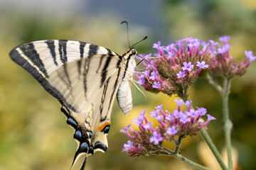 Swallowtail Butterfly on Purple Verbena Flowers Close-Up © ThinDepthMacro