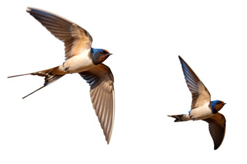 Obraz premium Two swallows flying in air with brown and blue feathers on white background would not fit the hence focusing... isolated on a transparent background