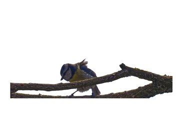 Eurasian Blue Tit (Cyanistes caeruleus) perched on a branch isolated on a white background. © TomKorcak