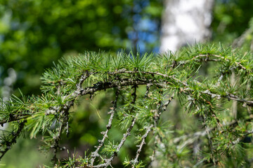 Young branches on a fir tree © Matsko