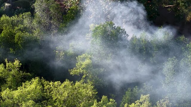 Aerial view of controlled burning releasing smoke over green forest