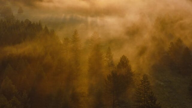 Misty forest landscape during golden sunrise