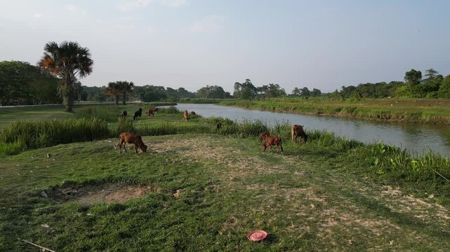 Aerial drone view of Labuh Banting riverbank with grazing cows