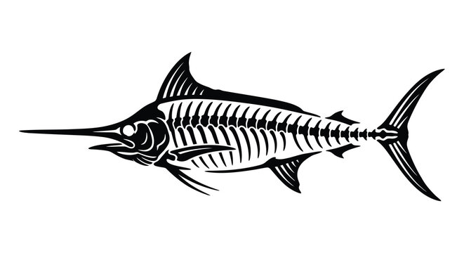 Detailed marlin skeleton illustration with visible vertebrae and elongated bill black silhouette sailfish swordfish teleost fish anatomy ichthyology