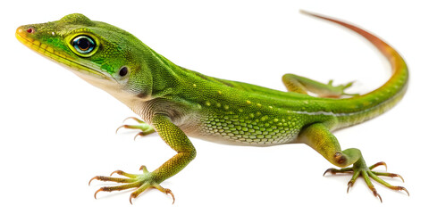 Fototapeta premium Green Anole Lizard Isolated on White Background Close Up Detailed Photo
