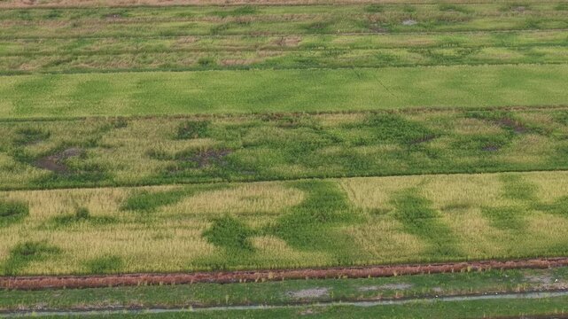 Aerial drone view of paddy field strips and irrigation channels