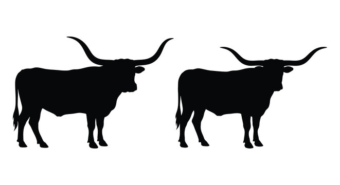 Two ankole watusi cattle silhouettes against a white background a striking animal form silhouette ankole watusi cow bovine longhorn