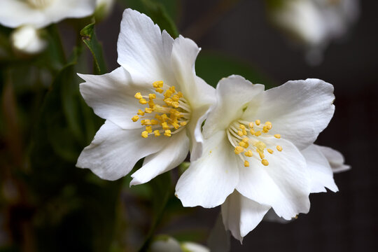 Jasmine Blossom
