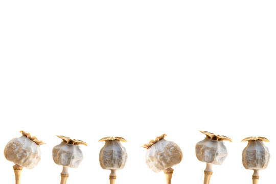 6 poppy seed heads frame border on white background isolated with clean copy space template