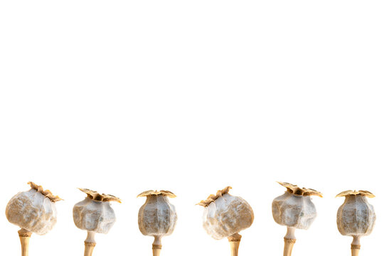 6 poppy seed heads border PNG on transparent background isolated realistic dry botanical frame