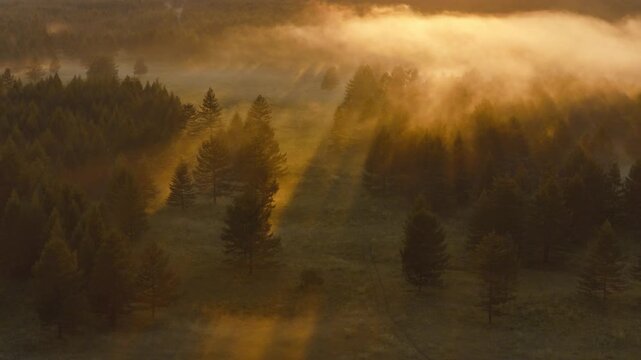Morning Mist and Sunbeams Over Forest Canopy
